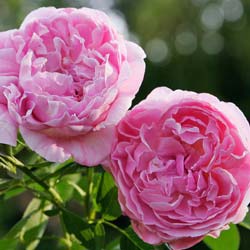 Rosal 'Mary Rose'